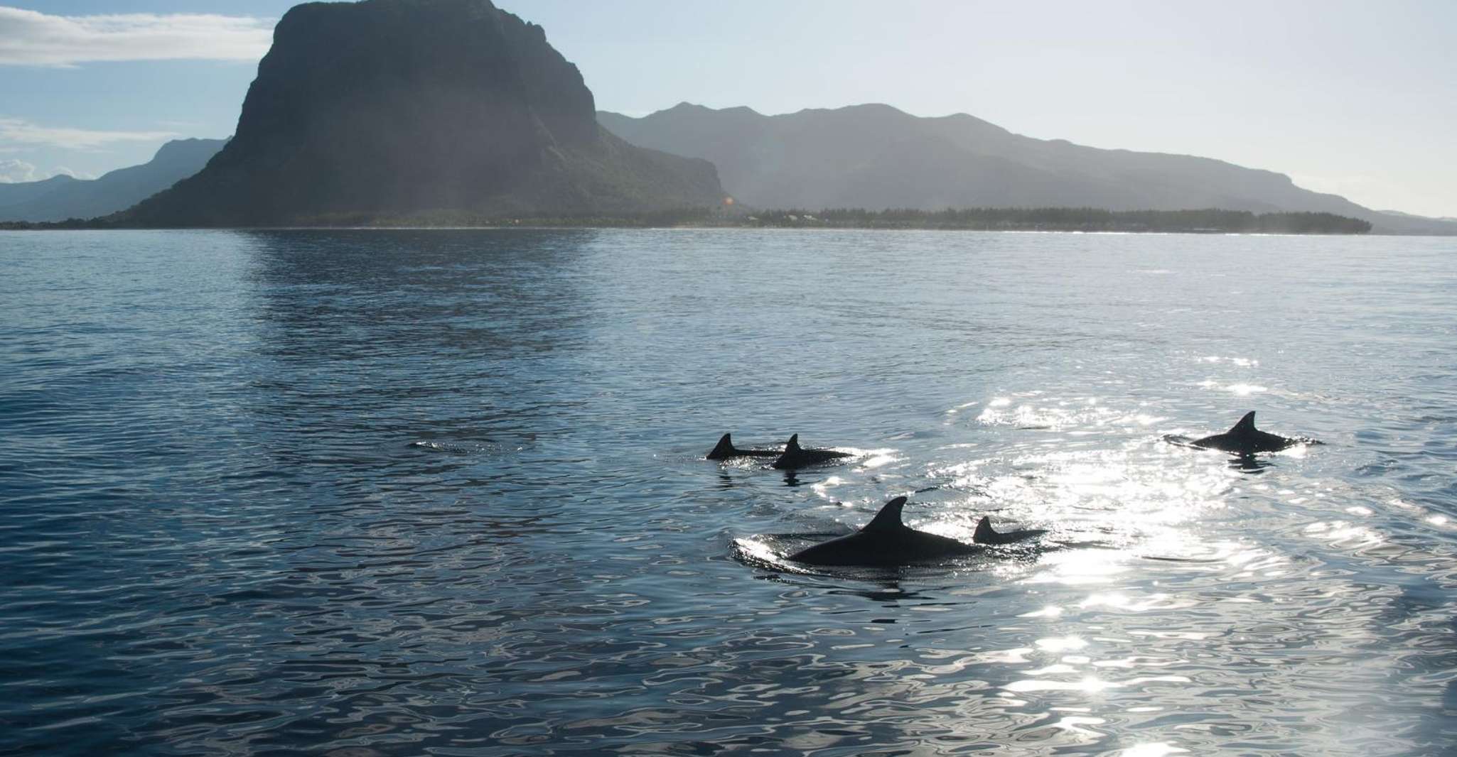 Ile aux bétitiers, snorkeling con tour in barca dei delfini e pranzo - Housity