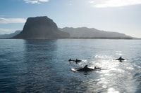 Ile Aux Bétitiers, snorkelen met Dolphins Boat Tour & Lunch - Housity