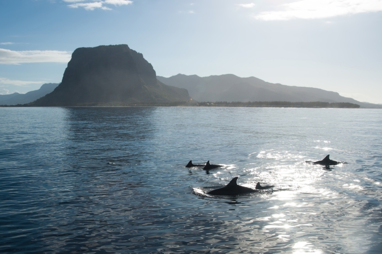 Spotkania z delfinami: Ile aux Benitier, Crystal Rock & Transfer