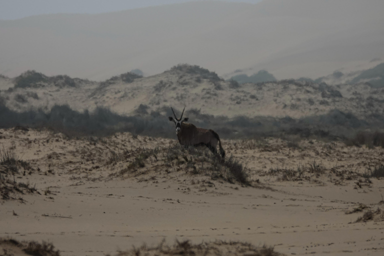 Swakopmund: Namib Desert Sunrise, Seals & Sandwich Harbour