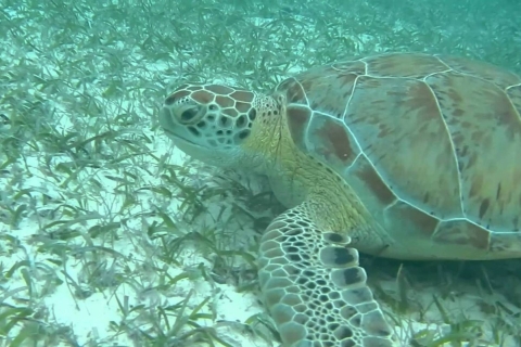 Z Cancun: Półdniowa wycieczka z przewodnikiem: Tulum, Snorkel i CenoteTulum i Akumal