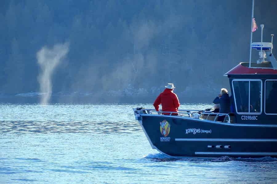 Campbell River: Salish Sea Whale Watching Abenteuer. Foto: GetYourGuide