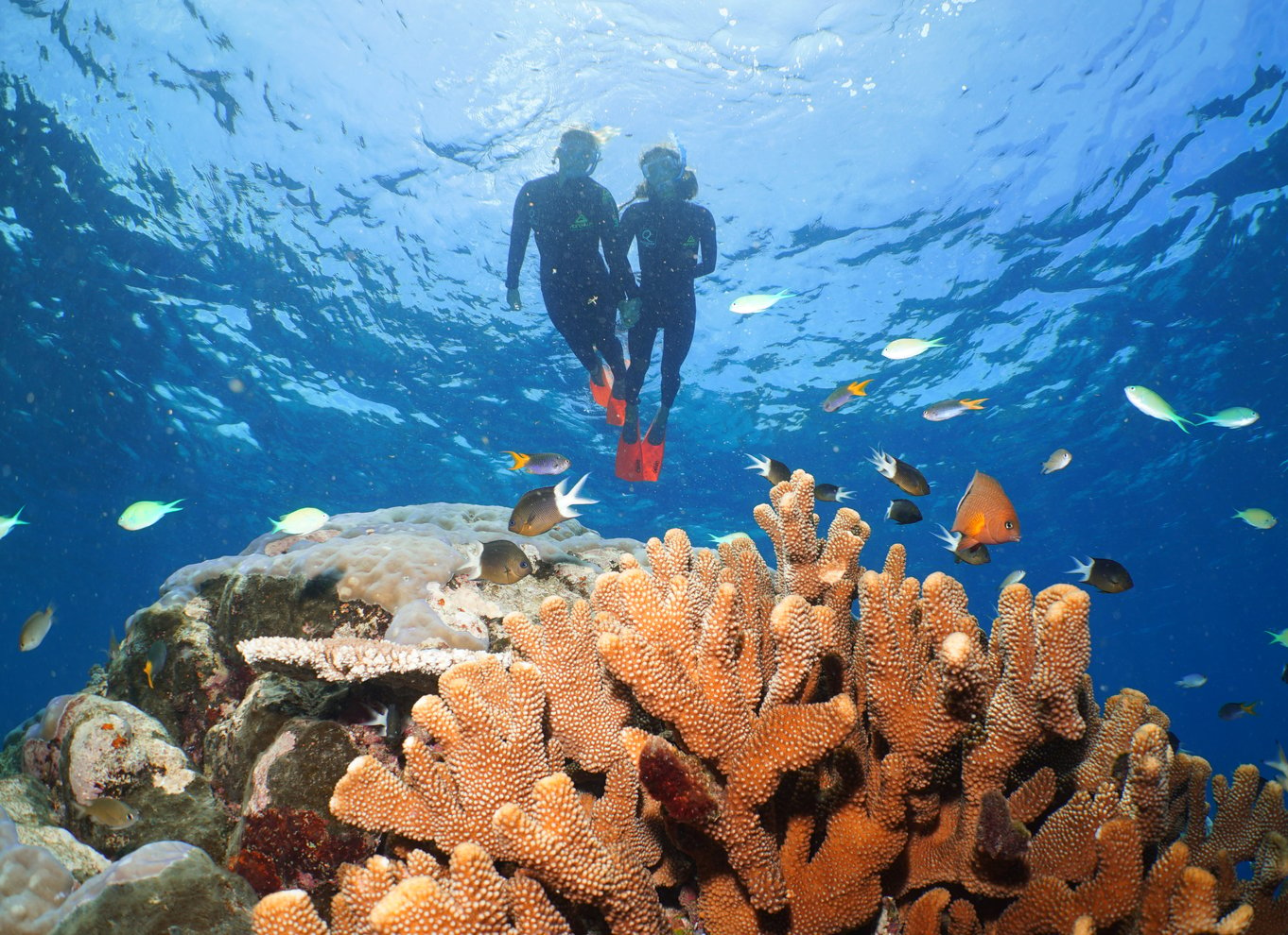 Port Douglas: Silversonic Great Barrier Reef Dive & Snorkel