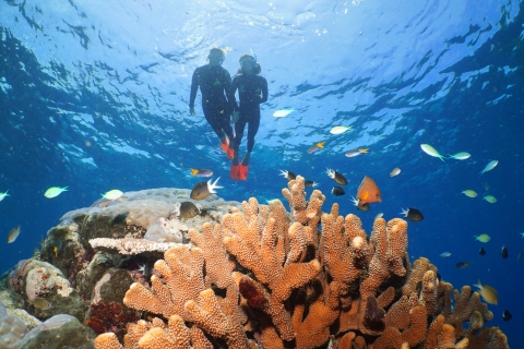 Buceo en la Gran Barrera de Coral Silversonic y SnorkelGran Barrera de Coral Silversonic con 1 inmersión certificada