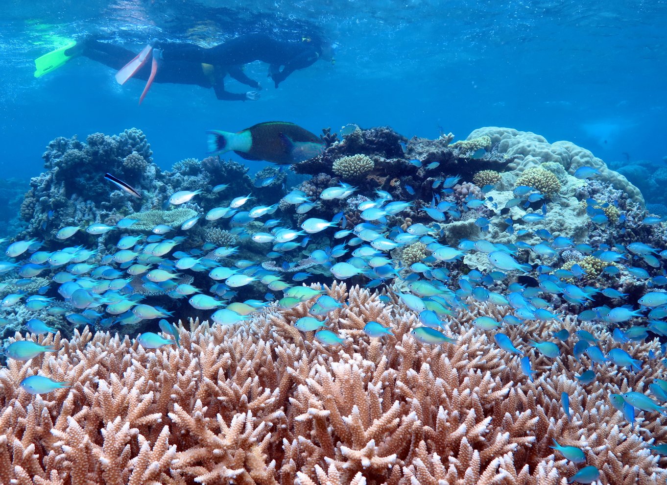 Port Douglas: Silversonic Great Barrier Reef Dive & Snorkel