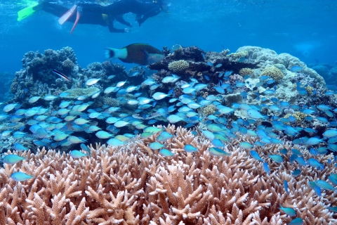 Buceo en la Gran Barrera de Coral Silversonic y SnorkelBuceo y snorkel en la Gran Barrera de Coral Silversonic