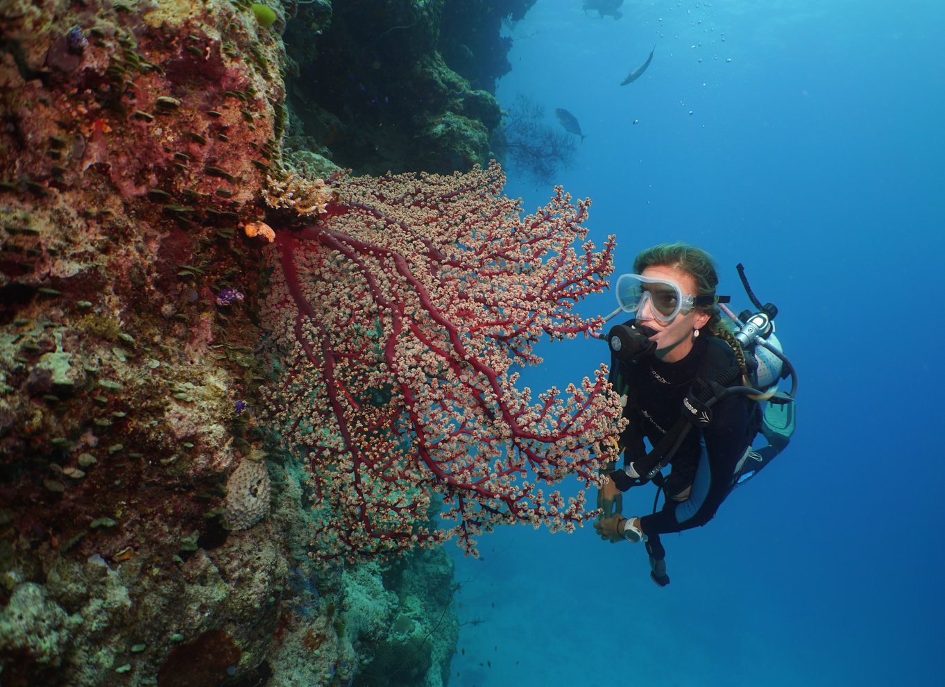 Port Douglas: Silversonic Great Barrier Reef Dive & Snorkel