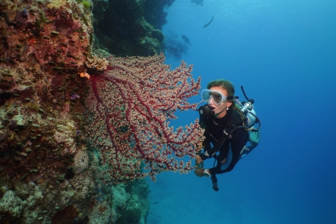 Excursion plongée à la grande barrière de corailSilversonic Grande Barrière de Corail avec 1 Plongée d'Initiation