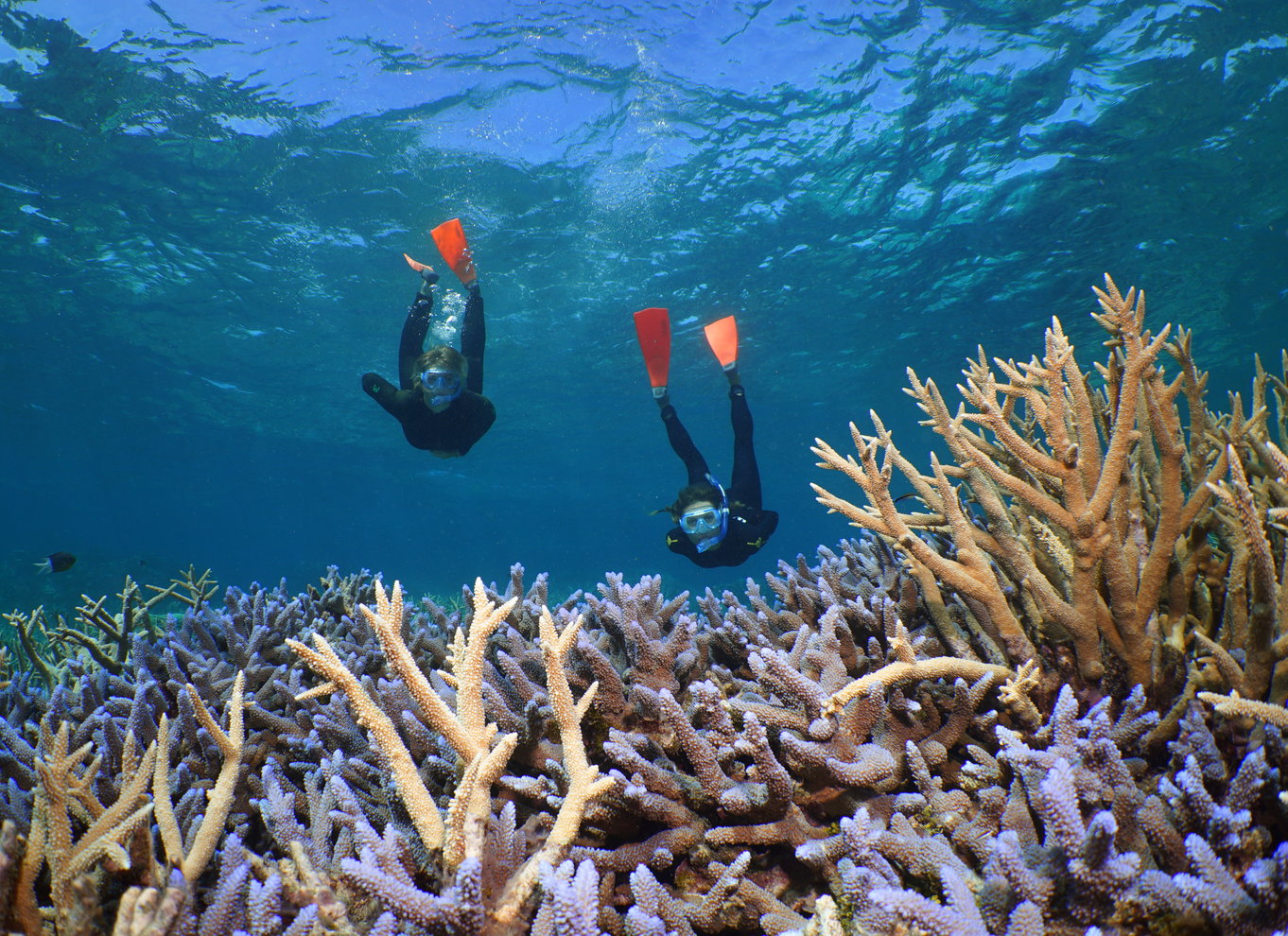 Port Douglas: Silversonic Great Barrier Reef Dive & Snorkel