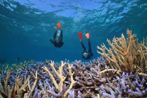 Silversonic Great Barrier Reef Dive & Snorkel Adventure Silversonic Great Barrier Reef Dive and Snorkel Adventure