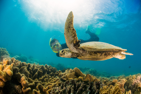 Vanuit Port Douglas: zeiltocht naar het Great Barrier Reef op de Lage EilandenVanuit Port Douglas: zeiltocht naar het Groot Barrièrerif van de Lage Eilanden