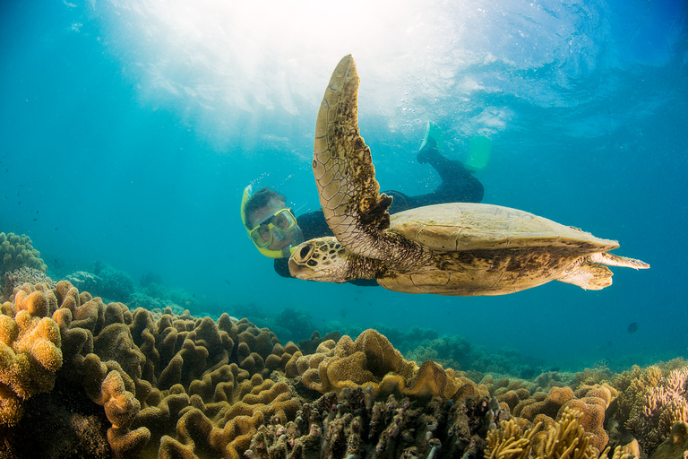 Au départ de Port Douglas : Tour en voilier de la Grande Barrière de Corail des Low Isles