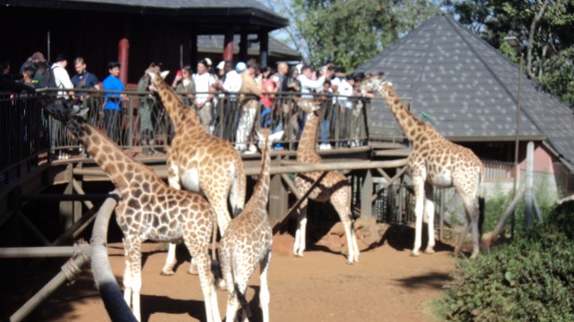 Visit Giraffe Center and Karen Blixen Museum Tour from Nairobi in Nairobi, Kenya