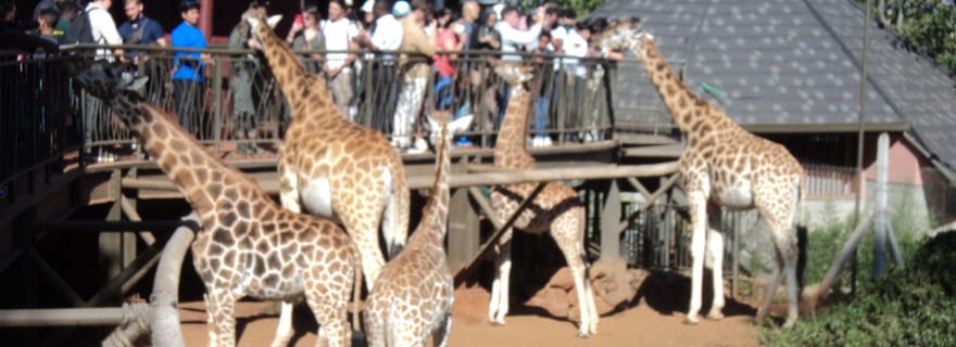 Visite du centre des girafes et du musée Karen Blixen depuis Nairobi