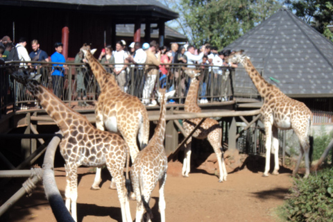 Giraffe Center i Karen Blixen Museum Tour z Nairobi