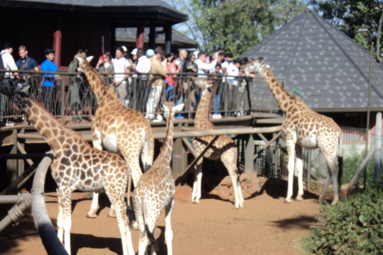 Giraffe Center i Karen Blixen Museum Tour z Nairobi