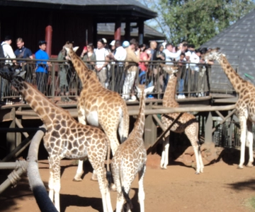 Giraffe Center and Karen Blixen Museum Tour from Nairobi