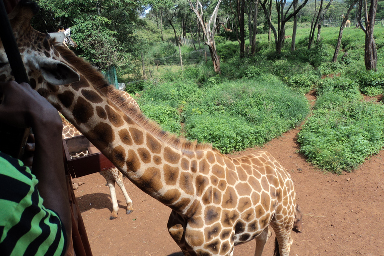 Giraffe Center i Karen Blixen Museum Tour z Nairobi