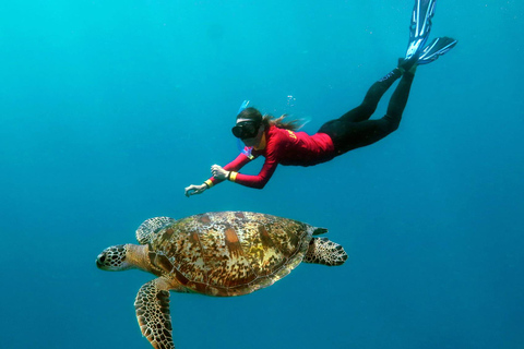 Outer Great Barrier Reef: Quicksilver-Tages-Bootstour