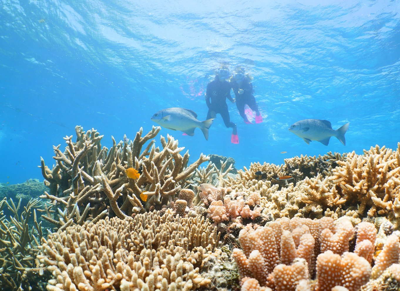 Port Douglas: Quicksilver Outer Barrier Reef heldagskrydstogt