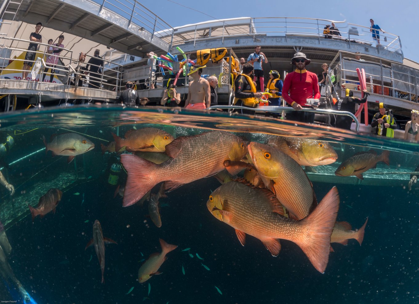 Port Douglas: Quicksilver Outer Barrier Reef heldagskrydstogt