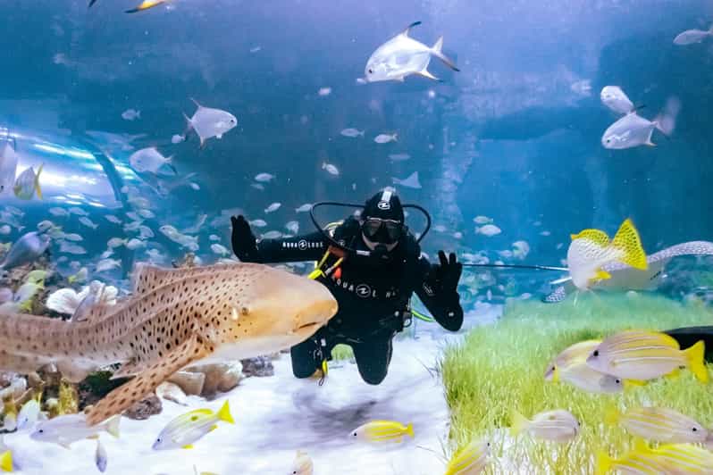 Abu Dhabi National Aquarium Shark Dive with Scuba Gear GetYourGuide