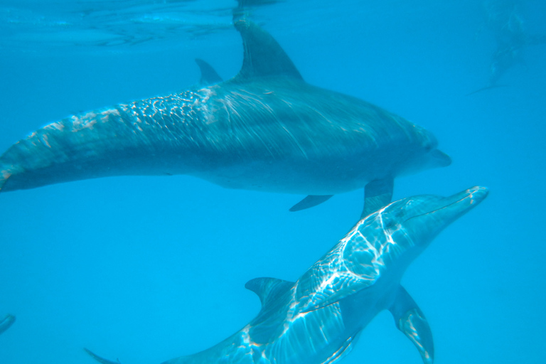 Diani Dhow Adventure to Wasini Island - Kisite Marine Park Dhow Adventure to Wasini Island incl. Kisite Marine Park fee