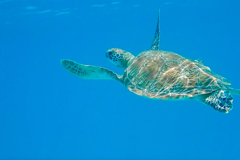Diani Dhow Adventure to Wasini Island - Kisite Marine Park Dhow Adventure to Wasini Island incl. Kisite Marine Park fee