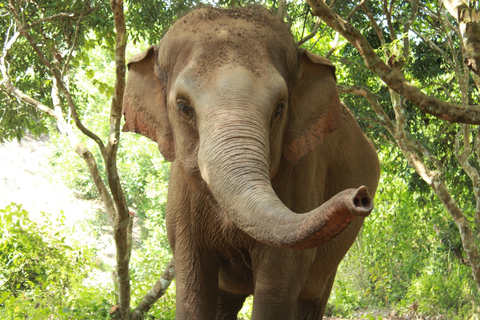 Chiang Mai: Etisk elefantreservats dagstur och lunch