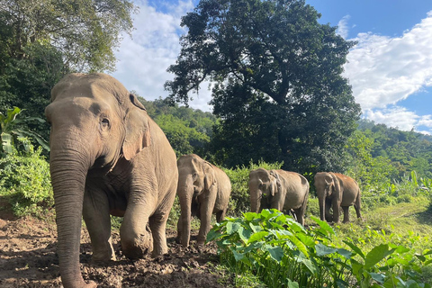 Chiang Mai: Etisk elefantreservats dagstur och lunch