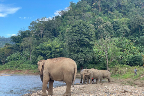 Chiang Mai: Tour giornaliero del santuario etico degli elefanti e pranzoChiang Mai: tour e pranzo di un giorno al santuario etico degli elefanti