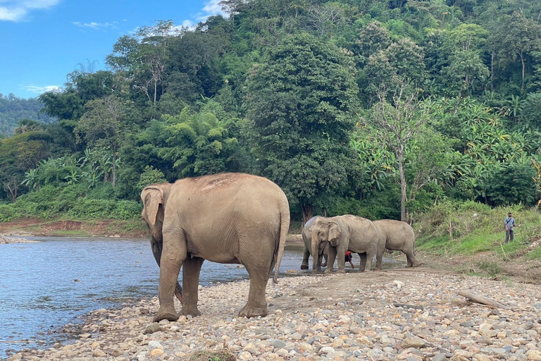 Chiang Mai: Tour giornaliero del santuario etico degli elefanti e pranzoChiang Mai: tour e pranzo di un giorno al santuario etico degli elefanti