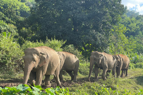 Chiang Mai: Excursión de un día y almuerzo en el Santuario Ético de Elefantes