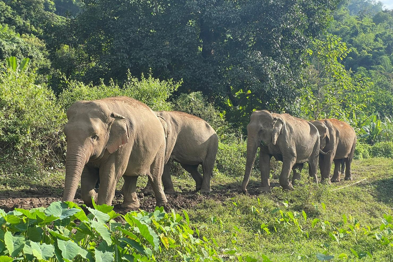 Chiang Mai: Etisk elefantreservats dagstur och lunch