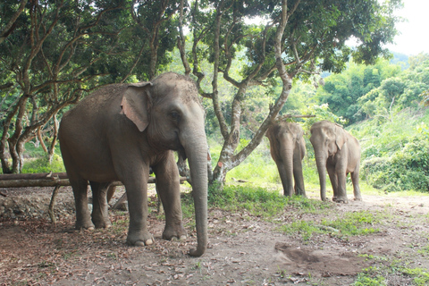 Chiang Mai: Etisk elefantreservats dagstur och lunch