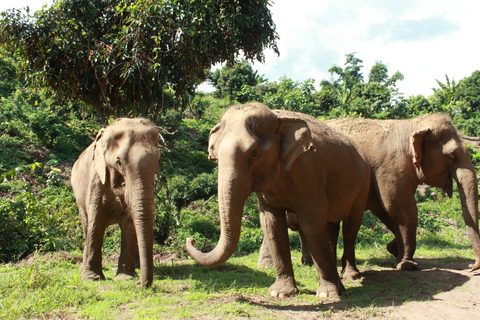 Chiang Mai: Ethical Elephant Sanctuary Tagestour &amp; Mittagessen