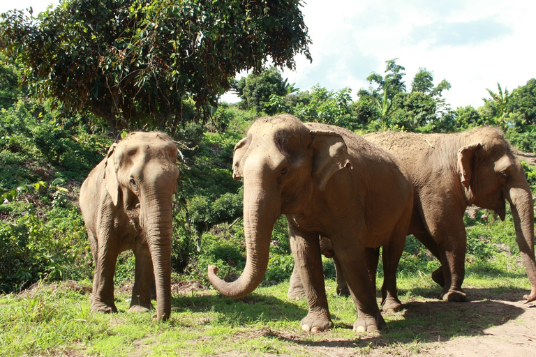 Chiang Mai: Etisk elefantreservats dagstur och lunch