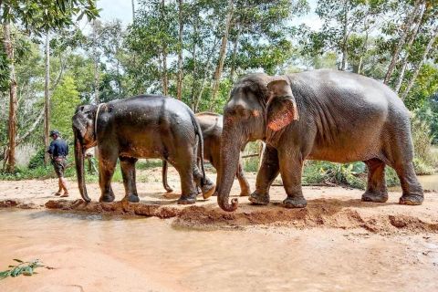 From Phuket: Khaolak Elephant Sanctuary Tour, Walk,and Lunch