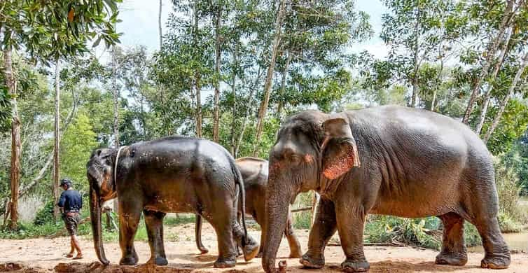 The Best Phuket Elephant Sanctuaries 2023 - Free Cancellation 