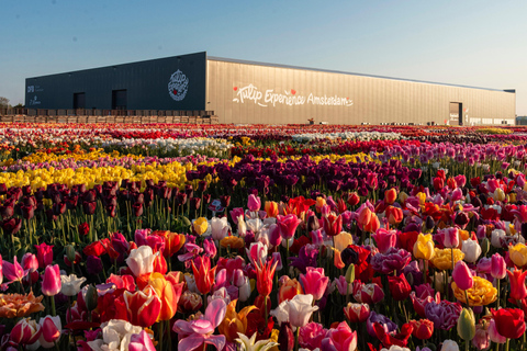 From Amsterdam: Private Keukenhof and Tulip Experience Tour