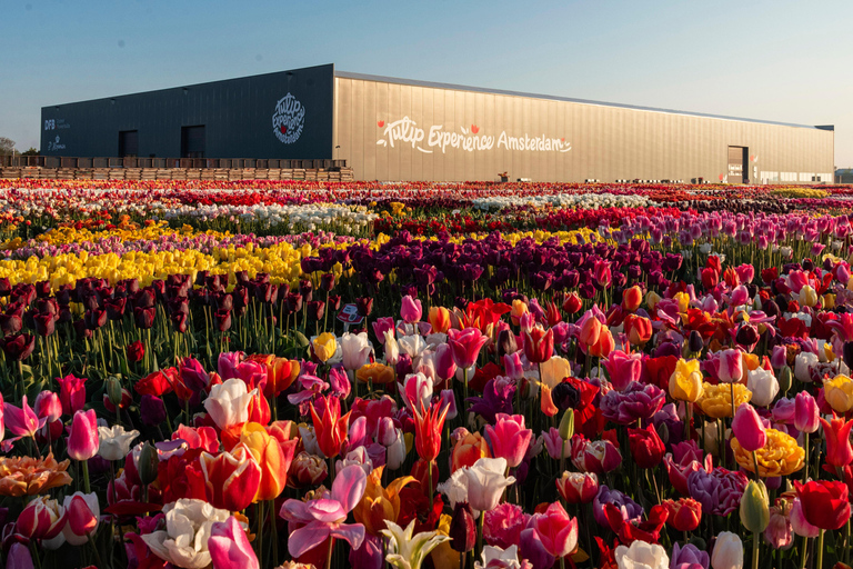 From Amsterdam: Private Keukenhof and Tulip Experience Tour
