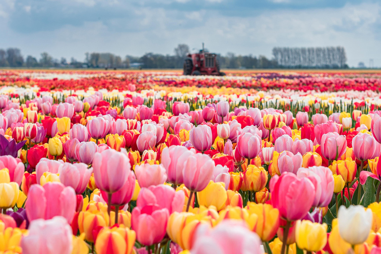 From Amsterdam: Private Keukenhof and Tulip Experience Tour