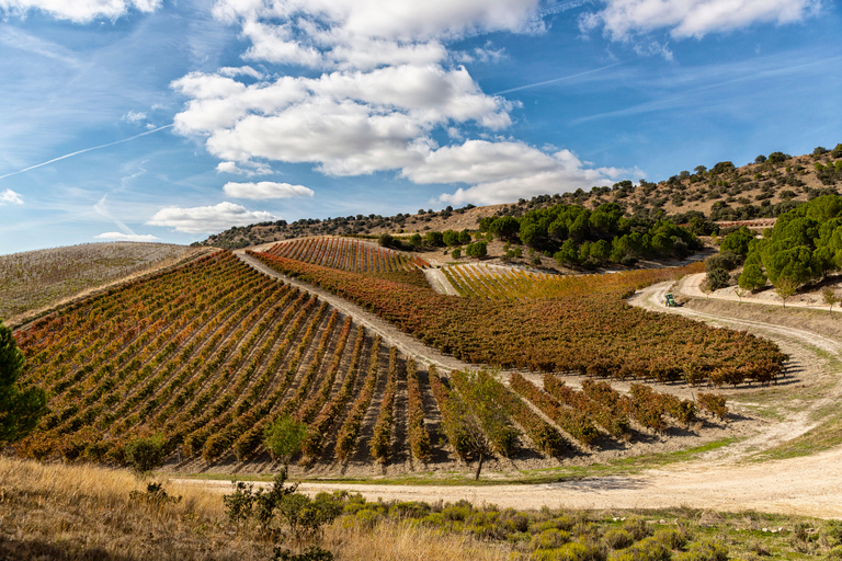 Patras: visita histórica a la bodega y degustaciónOpción estándar