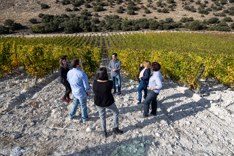 Patras: visite historique des vignobles et dégustationOption standard