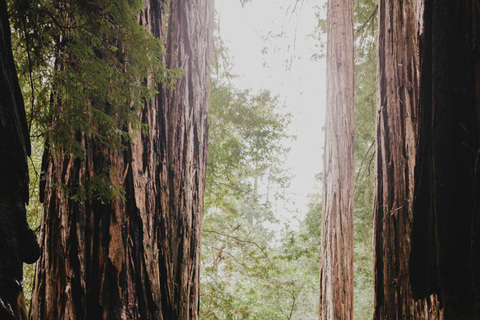 San Francisco: Muir Woods, Sausalito, and Marin Tour