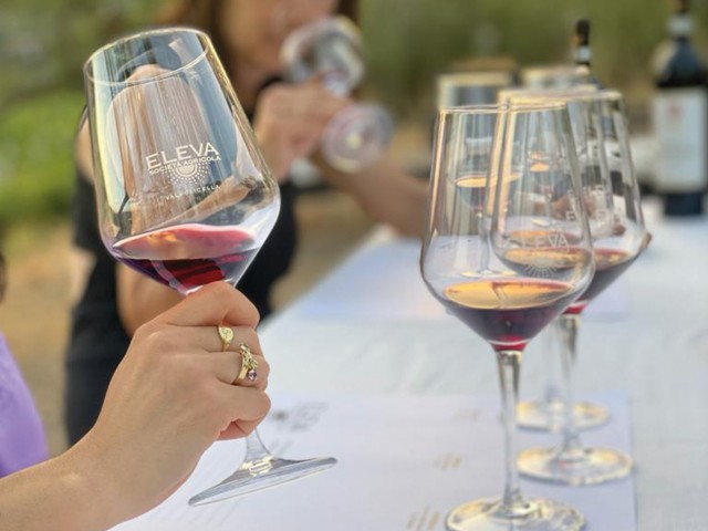 Visit Valpolicella Classica Red Tasting in the Vineyard in Malcesine