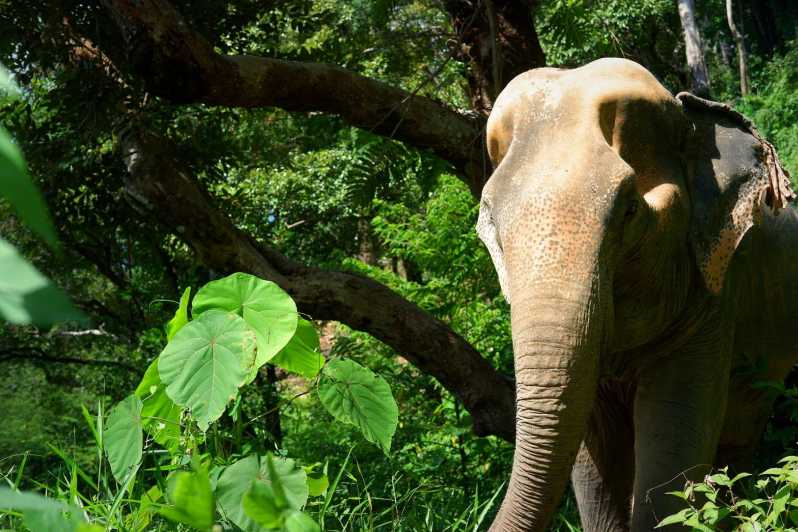 Da Phuket: trekking e tour interattivo dell'elefante etico