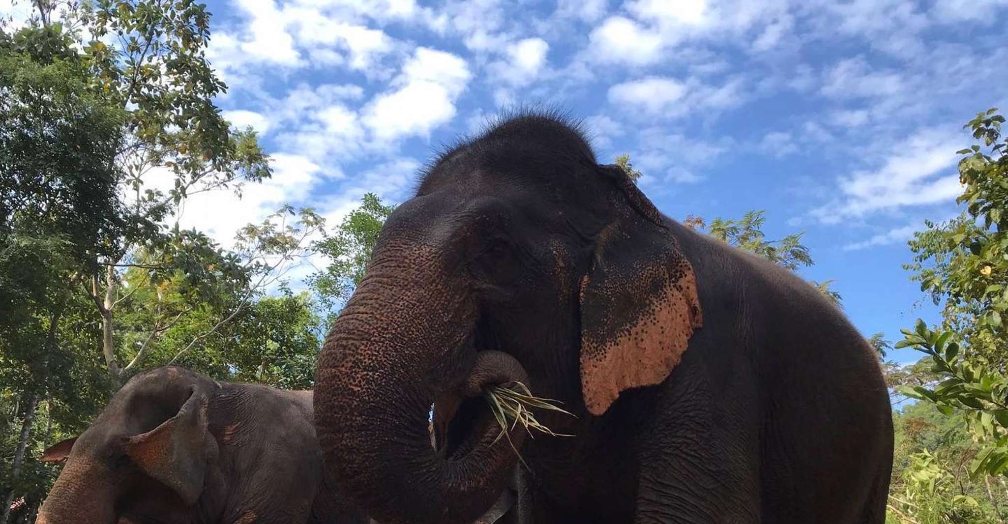 Pattaya, Ethical Elephant Sanctuary Interactive Tour - Housity