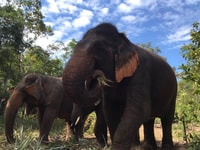 Pattaya, Ethical Elephant Sanctuary Interactive Tour - Housity