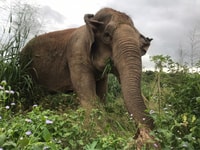 Pattaya, Ethical Elephant Sanctuary Interactive Tour - Housity
